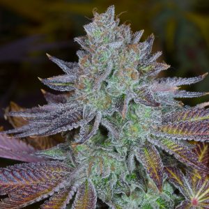 Cannabis seeds, Blue Magoo Cookies, Dynasty Seeds