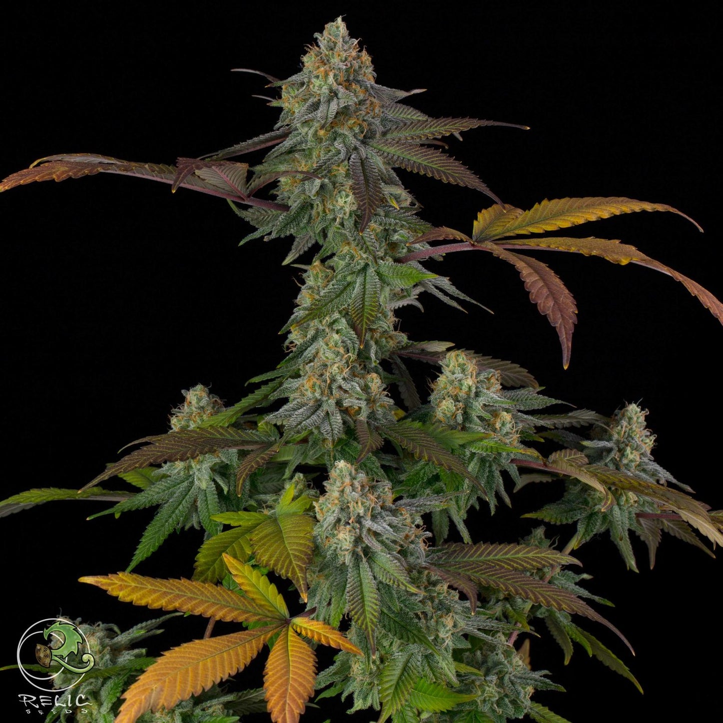 Cannabis seeds, GooChee, Relic Seeds