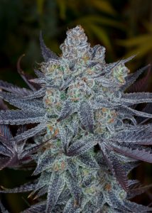 Cannabis seeds, AlpenGlow, Dynasty Seeds