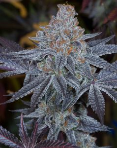 Cannabis seeds, Blue Magoo Cookies, Dynasty Seeds