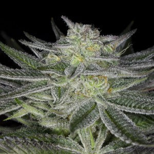 Cannabis seeds, Huckleberry Kush, Dynasty Seeds