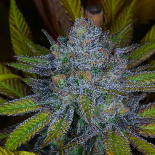 Cannabis seeds, Mt. Hood Huckleberry, Dynasty Seeds