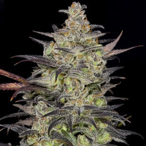 Cannabis seeds, Lovin' Cup, Dynasty Seeds