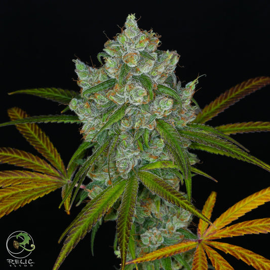 Cannabis seeds, Grapefruit Web, Relic Seeds